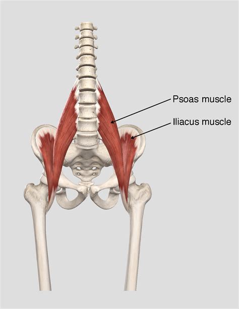 Training tip: Soothing your psoas muscle - Powell Wellness Center