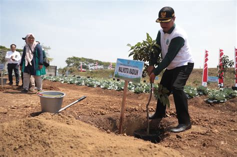 Tanam 10 Ribu Pohon Hingga Panen Tanaman Hortikultura Jadi Bagian