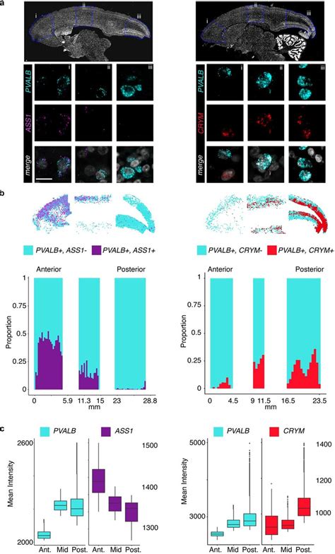 SmFISH Validation Of Graded Gene Expression In PVALB Interneurons A