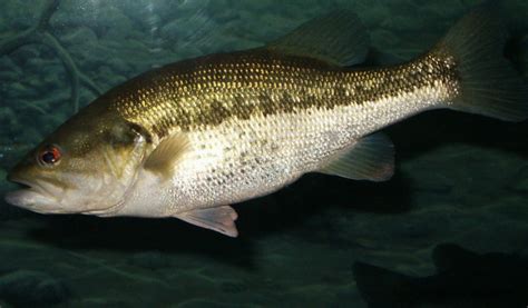 Largemouth Bass Emuseum Of Natural History