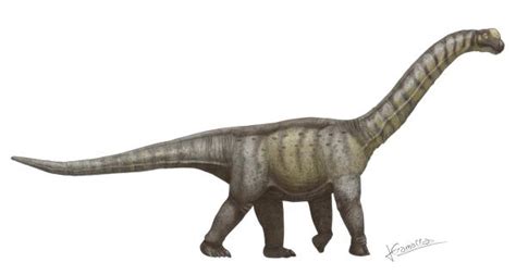 Dinosaurios De Cuello Largo Características Y Ejemplos