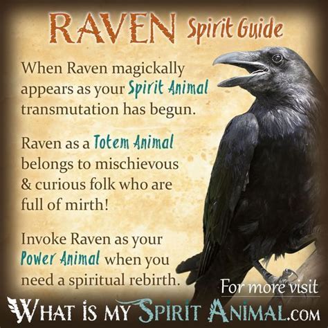 Crows And Ravens Spirit Animal Totem Animal Totem Spirit Guides