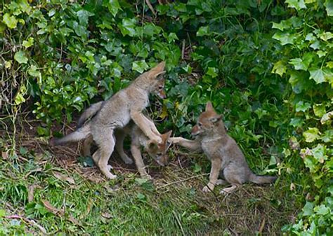 » Coyote-human coexistence urged as animals migrate