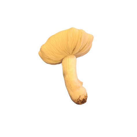 Jedi Mind Fuck Freeze Dried Project Unknown