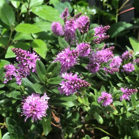 Hebe Shrubby Veronica In Gardentags Plant Encyclopedia