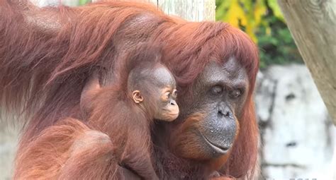 Orang Utan Weibchen Konnte Nicht Lernen Wie Man Sein Neugeborenes