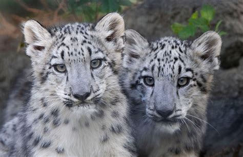 Snow leopard cubs