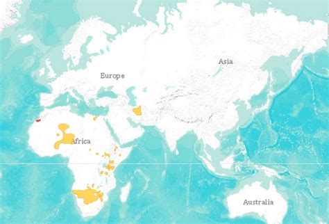 Cheetah Acinonyx Jubatus Facts About Animals