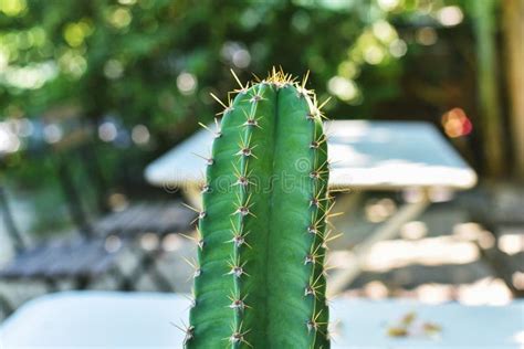 Cactus Is Desert Plant And Indoor Houseplant Stock Image Image Of