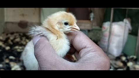 Golden Misri Chicks For Sale Day Old Golden Misri Chicks