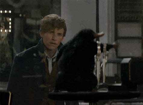 Nifflers from Fantastic Beasts actually exist and here's where you can ...