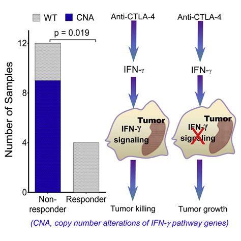 Loss Of Ifn Pathway Genes In Tumor Cells As A Mechanism Of Resistance