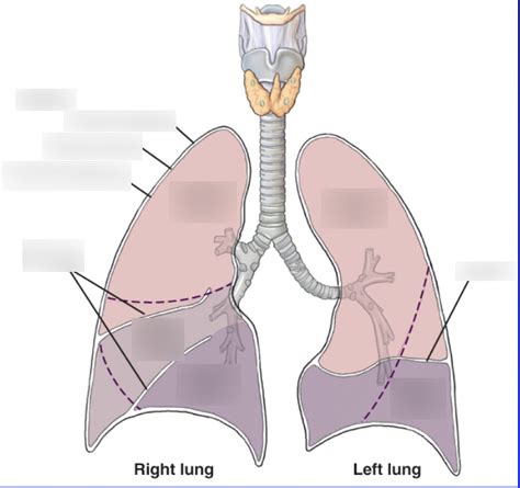 Lungs Diagram Quizlet