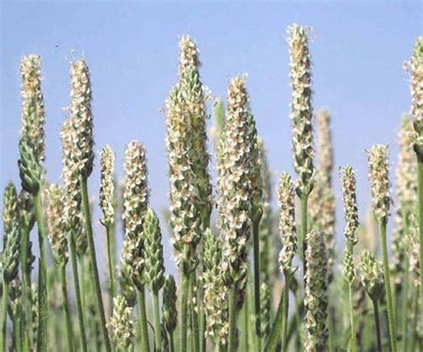 psyllium husk plant  hindi