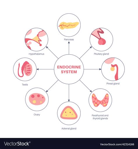 Human Endocrine System Royalty Free Vector Image