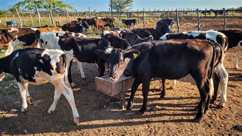 Vacas Dando De A Kg De Leite Ao Dia Em Duas Tiradas Na Fazenda