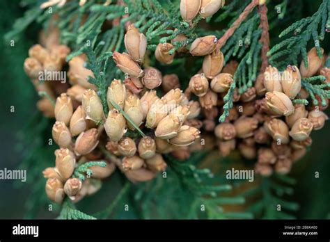 Brown Buds With Seeds On Branches Of Thuja Occidentalis Close Up