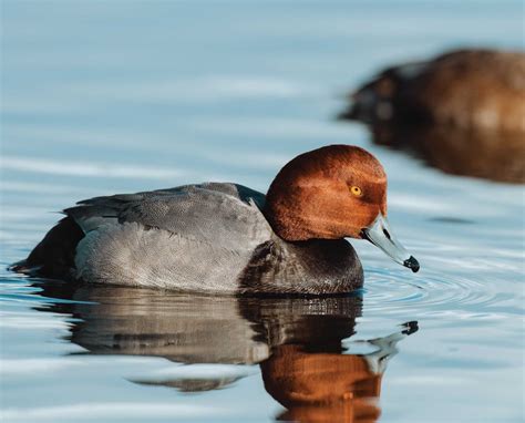 Redhead – A Sociable Diving Duck - Endless Migration