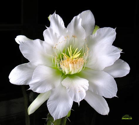 Cereus cactus flower Photograph by Allan Sorokin - Fine Art America