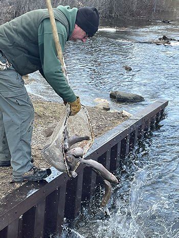 Huron River Stocked With 1 000 S Of Adult Trout The Lasco Press