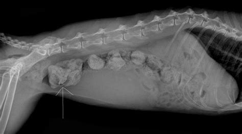 Constipation In Cats – SingVet Animal Clinic