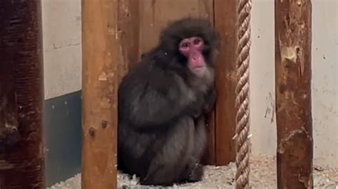 Runaway monkey settles back into enclosure at Highland Wildlife Park ...