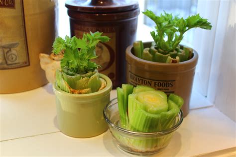 Never Buy Celery Again - Growing Celery Indoors - The Plant Guide