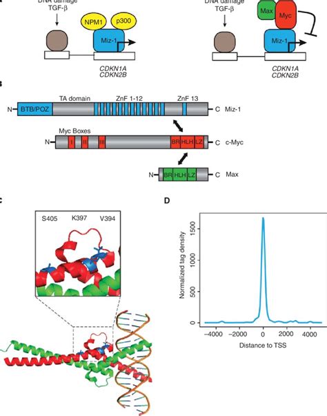 Interaction Of Myc With Miz A Gene Regulation By Myc And Miz