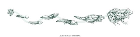 Aquatic Amphibian Life Cycle Black White Stock Vector (Royalty Free) 1708685758 | Shutterstock