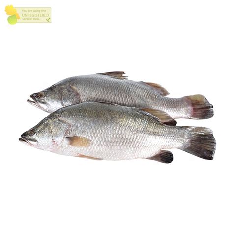 Jual Ikan Kakap Putih Segar Kakap Putih Barramundi Fresh Hasil Laut