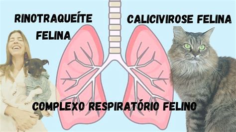 Complexo Respirat Rio Felino Rinotraque Te Felina E Calicivirose