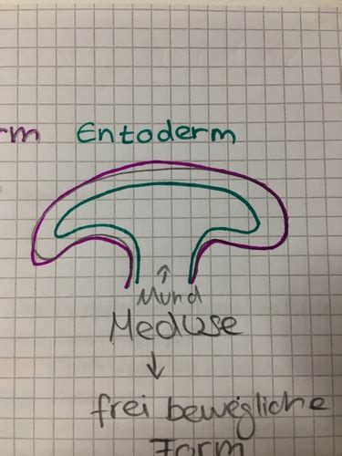 Biologie Karteikarten Quizlet