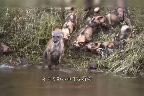 野狗群想要吃鳄鱼肉，假借喝水设下圈套，鳄鱼成功上钩！