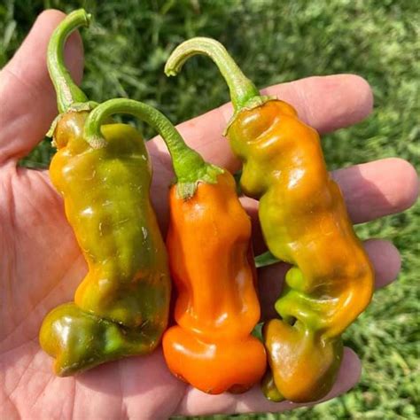 Peter Pepper Orange Isolated Seeds Semi Strani Di Carlo Martini