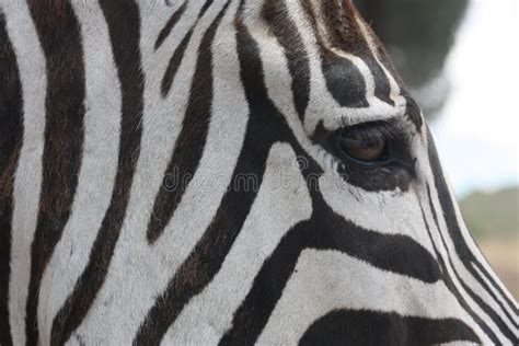 Close-up of a zebra stock image. Image of conservation - 159234867