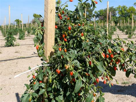 Les Bienfaits De La Baie De Goji Himlaya Sur La Sant Laboratoire