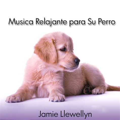 Música para calmar a tu perro cuando hay truenos o pirotecnia on Spotify