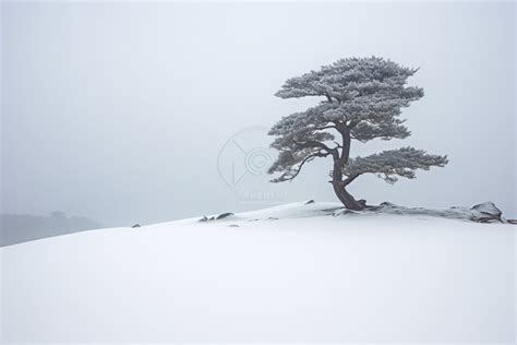 산 꼭대기에 나무 한 그루 겨울 높은 해상도 나무 배경 일러스트 및 사진 무료 다운로드 Pngtree