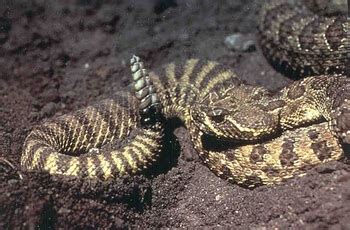 Sidewinder Snake Facts: Lesson for Kids | Study.com