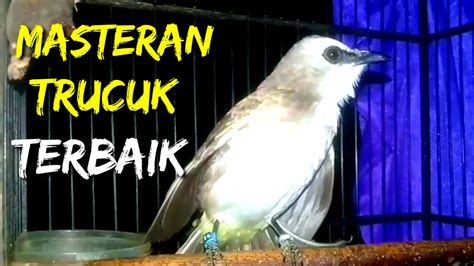 Suara Burung Trucuk Gacor Ropel Panjang Masteran Terbaik Buat Trucukan