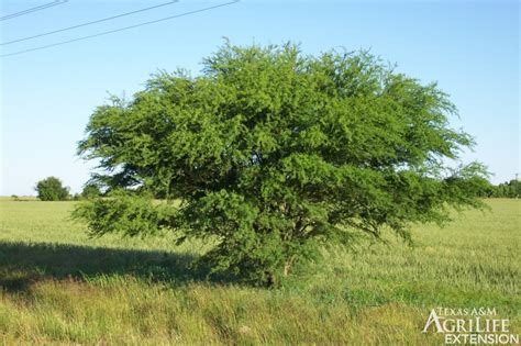 Plants of Texas Rangelands » Huisache