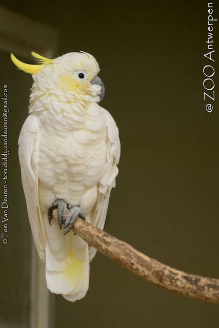 Kleine Geelkuifkaketoe Cacatua Sulphurea Lesser Sulphur Crested