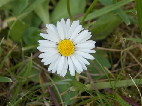 Kostenlose foto Natur Gras Weiß Wiese Blütenblatt Gänseblümchen