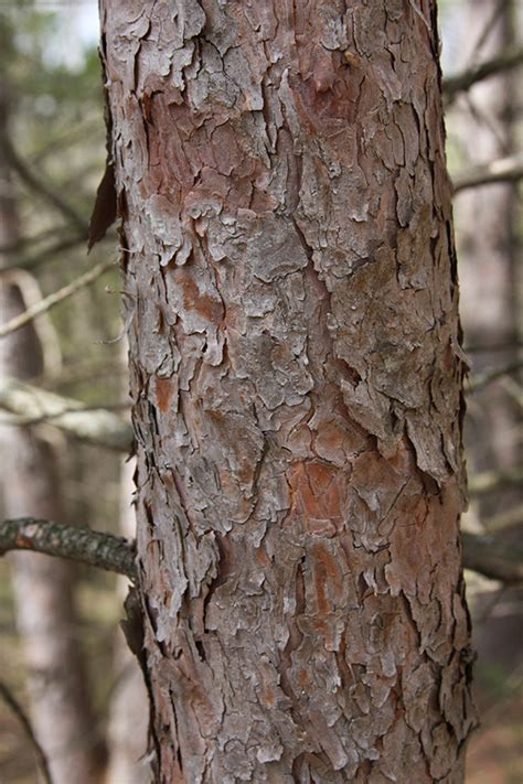 red pine tree bark - Jeannetta Waite