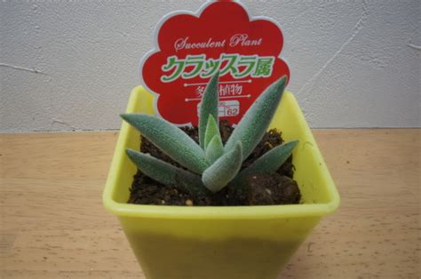 ダイソーでレアで珍しい観葉植物をゲットPart⑤ 我が家の観葉植物を紹介します