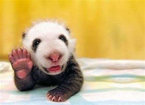 Top 10 Cutest Baby Animals Who Wants One