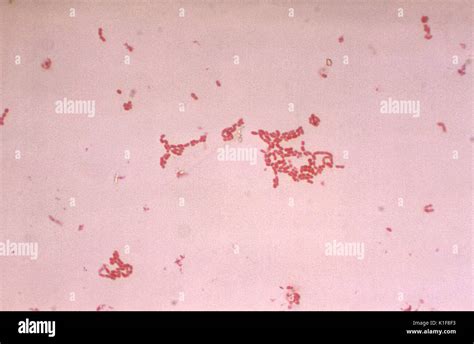 Acinetobacter Gram Stain Morphology