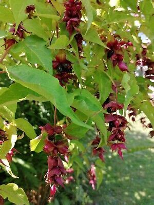 Leycesteria Formosa Shrub Himalayan Honeysuckle Pheasant Berry Plant