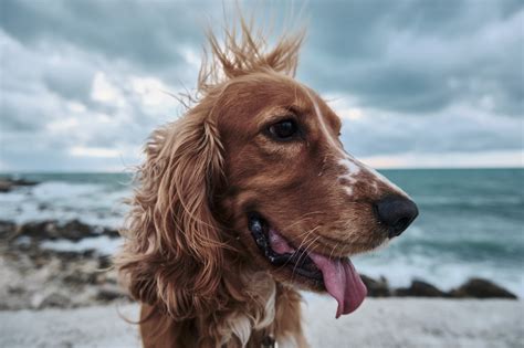 Golden Retriever Wallpaper Beach