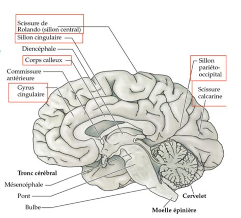 Chap Cerveau Flashcards Quizlet